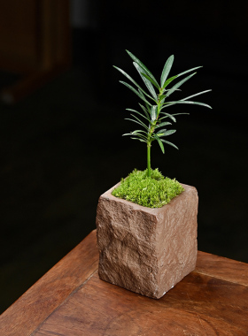 文竹海岛罗汉松微型盆栽茶桌面小绿植摆件拇指盆景超迷你装饰摆设