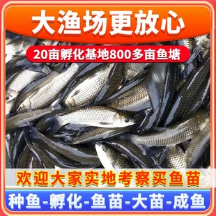 正宗草鱼苗特大尺寸螺蛳青鱼苗乌青草棒黑鲩重庆本地淡水养殖食用