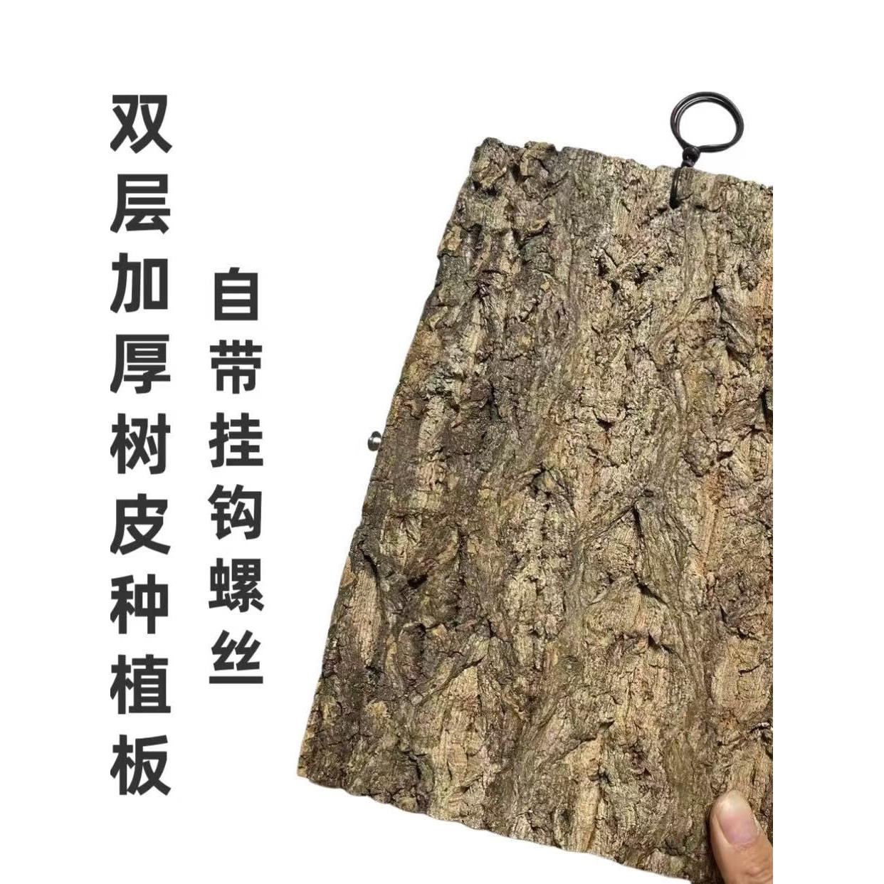 香槟树皮种植板鹿角蕨蝴蝶兰空凤双层加厚非葡萄牙软木挂板树皮