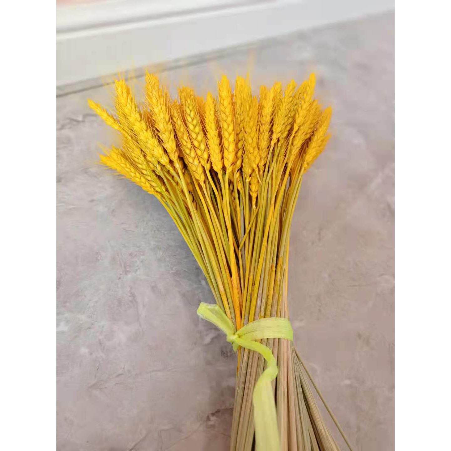 包邮干花小麦稻穗麦穗真正麦子大麦杂粮橱窗农家乐装饰拍摄道具
