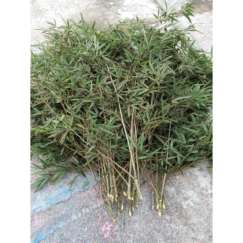 毛竹枝条蔬菜攀爬搭架竹丫干竹枝饭店庭院竹篱笆装饰diy手工材料