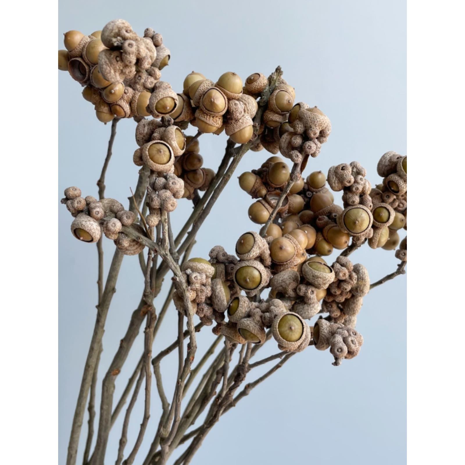 花开云间覆古自然释迦果小橡果菩提果真花干花道具拍摄花束摆件