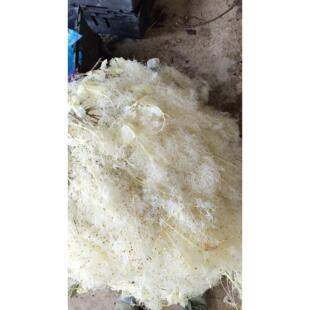 雾中情人永生花干花烟花树黄栌装饰婚礼布置家居软装花材朦胧花材