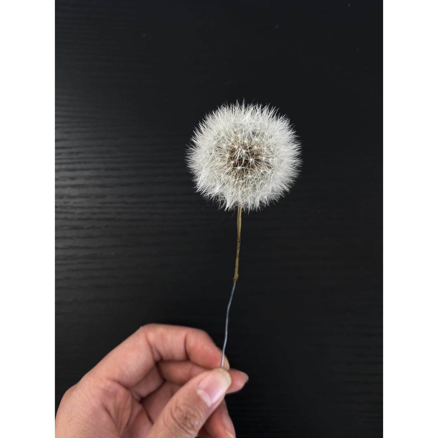 巨型A级蒲公英永生花大号干花diy插花插瓶摆件单只拍照道具花卉