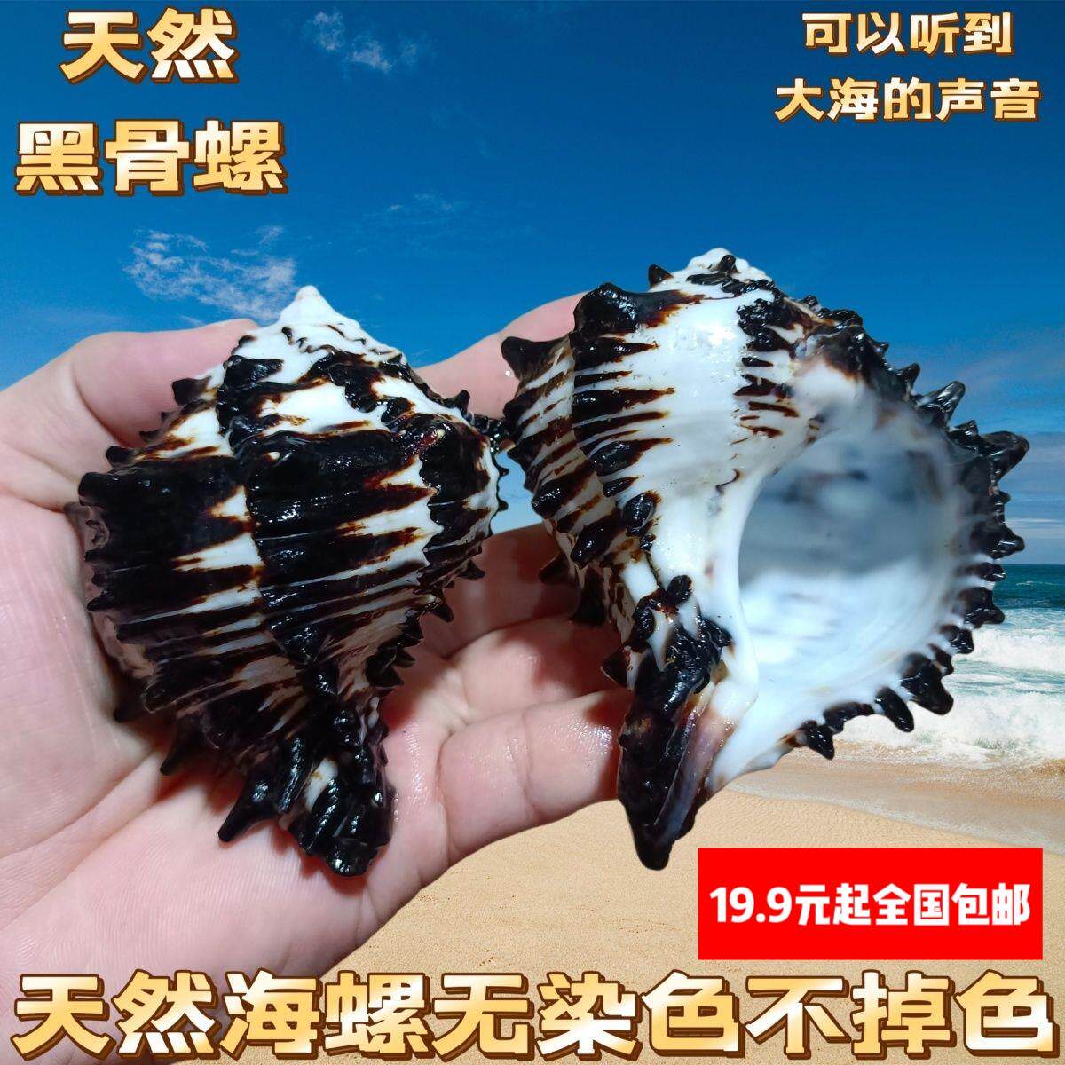 黑骨螺鱼缸造景创意礼品天然大海螺壳贝壳黑斑天然骨螺创意礼品