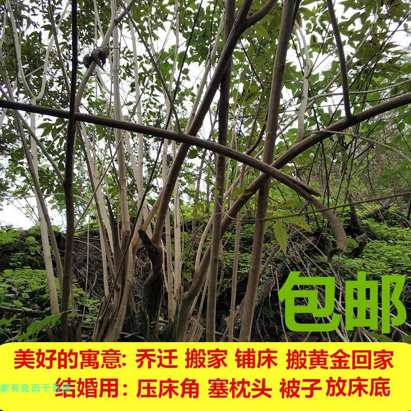 黄荆棍 黄金木棍棒条 乔迁搬家祝福结婚用品教育家法重庆发货包邮