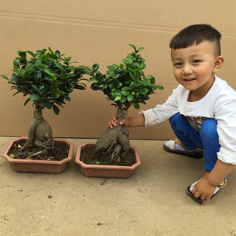 人参榕树盆景树桩造型客厅花卉植物室内四季常青绿植小叶榕树盆栽