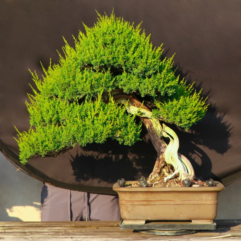 迎客松盆景真树罗汉大阪松盆景造型真柏盆栽地栽玄关室内四季常青