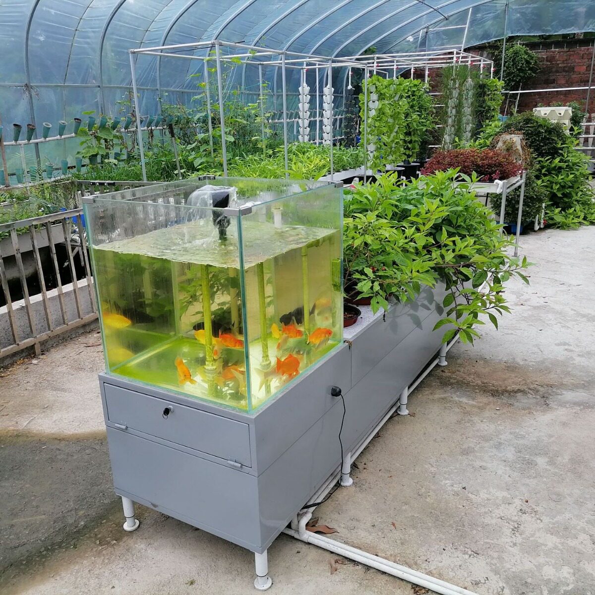 高端鱼菜共生系统不锈钢鱼菜共生系统全自动鱼菜共生蔬菜瓜果系统