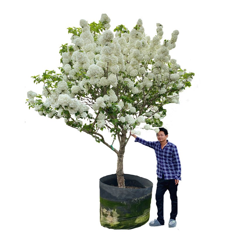 欧洲木绣球玫瑰大苗圆锥盆栽大花别墅庭院地栽丛生棒棒糖耐寒耐热