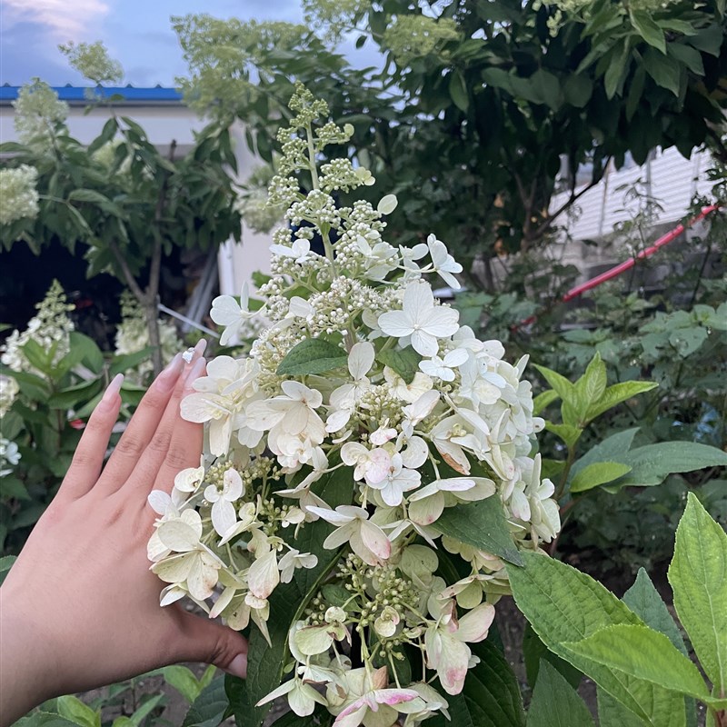 耐寒木本大花直立圆锥绣球别墅庭院盆栽地栽烛光彩眼花园蕾丝