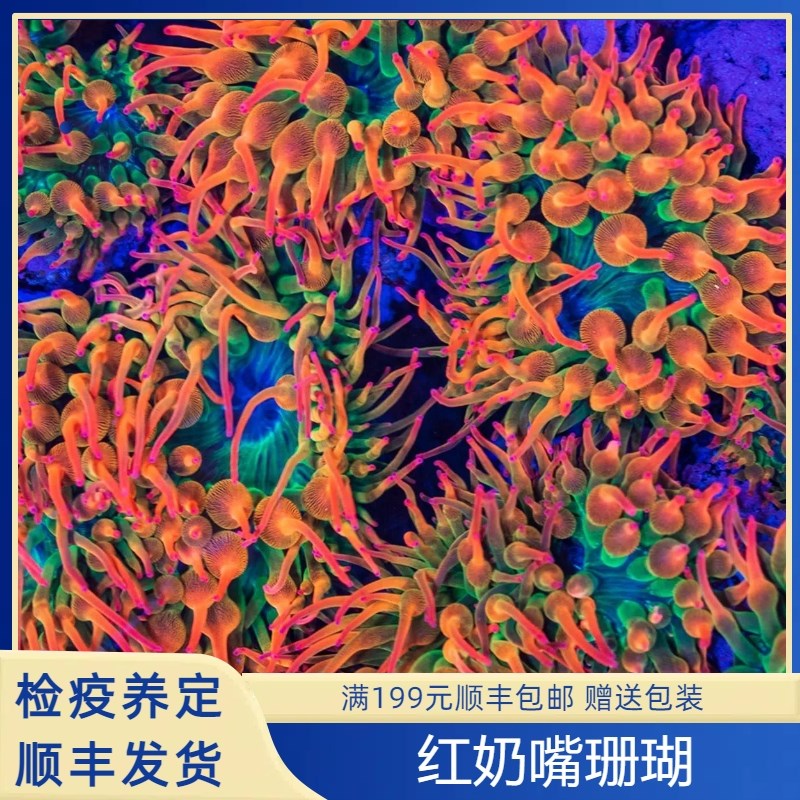 红奶嘴海葵珊瑚好z看好养颜色靓海缸珊瑚