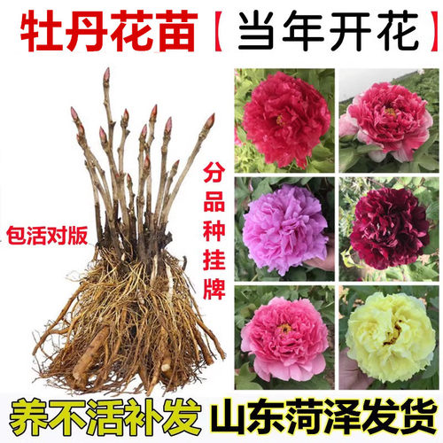 牡丹花苗盆栽正宗菏泽带花苞洛阳花种大苗缠枝重瓣花卉牡丹花树苗