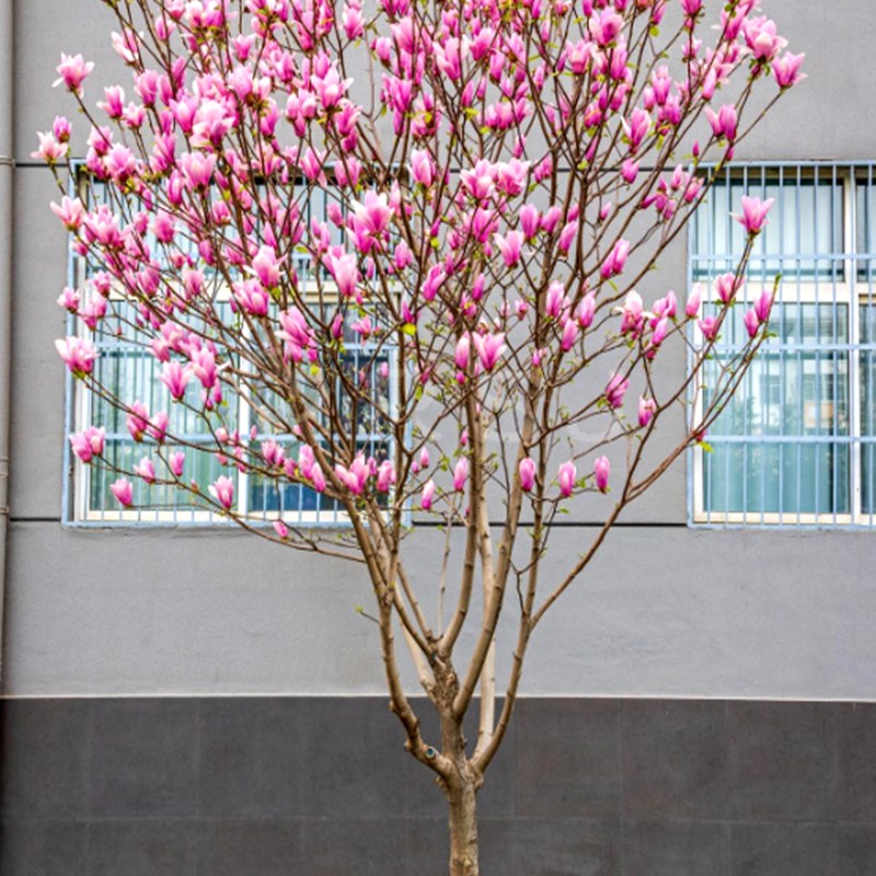 带花苞嫁接紫玉兰树苗娇红玉兰花苗盆栽庭院地栽植物耐寒浓香花卉