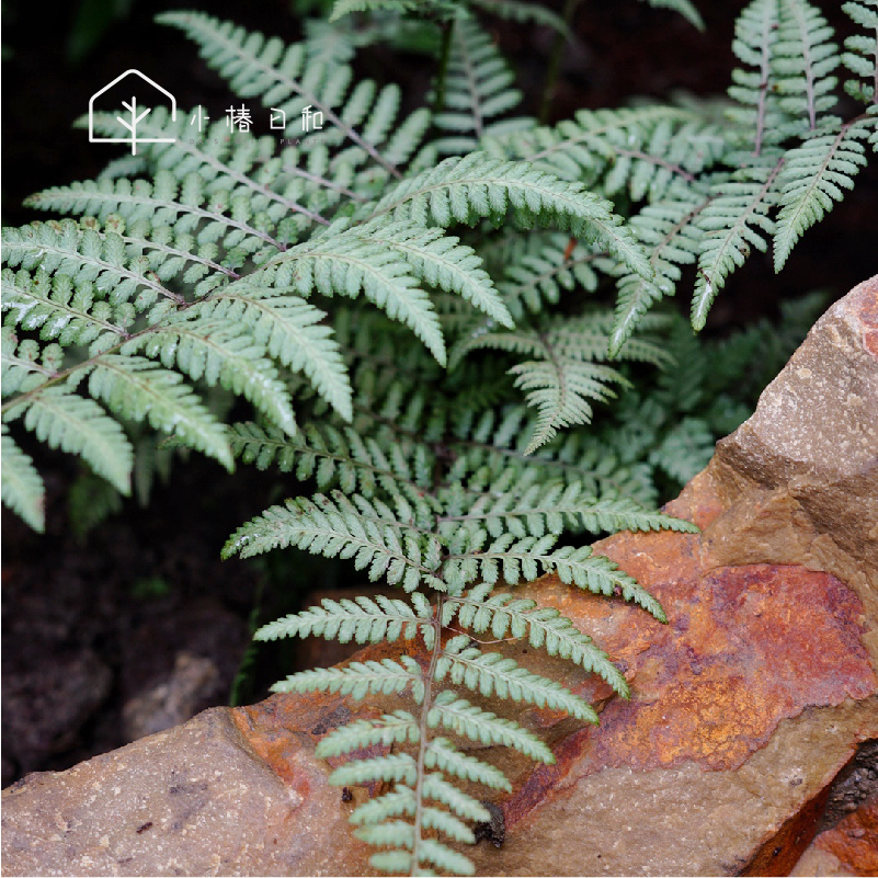 小椿日和 紫色画蕨 幽灵蹄盖蕨阳台盆栽苗庭院耐寒绿植物花卉