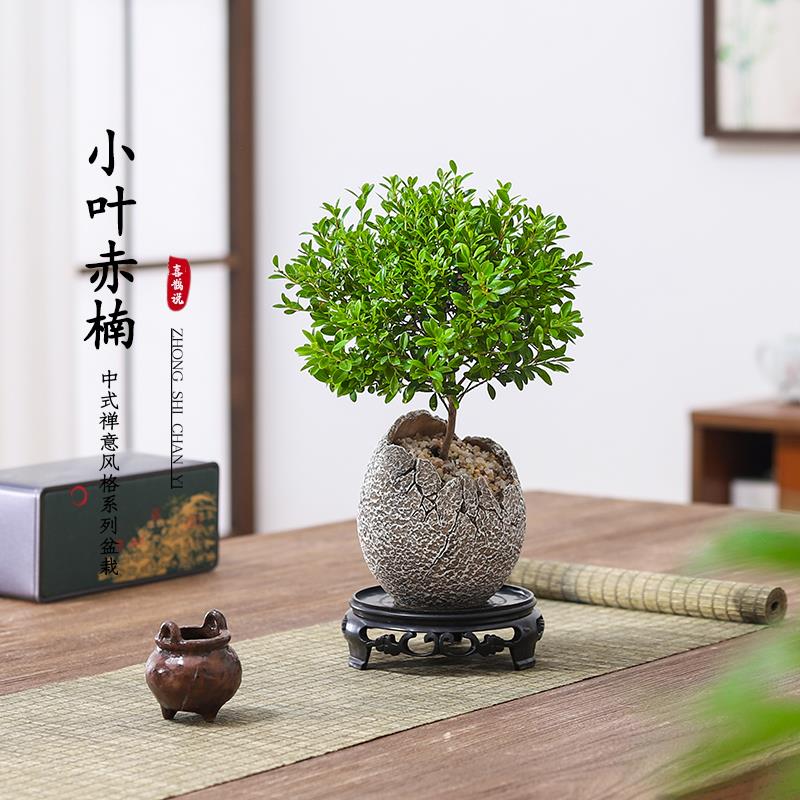 小叶赤楠老桩盆栽迷你植物花卉办公室内桌面小绿植好养四季盆景