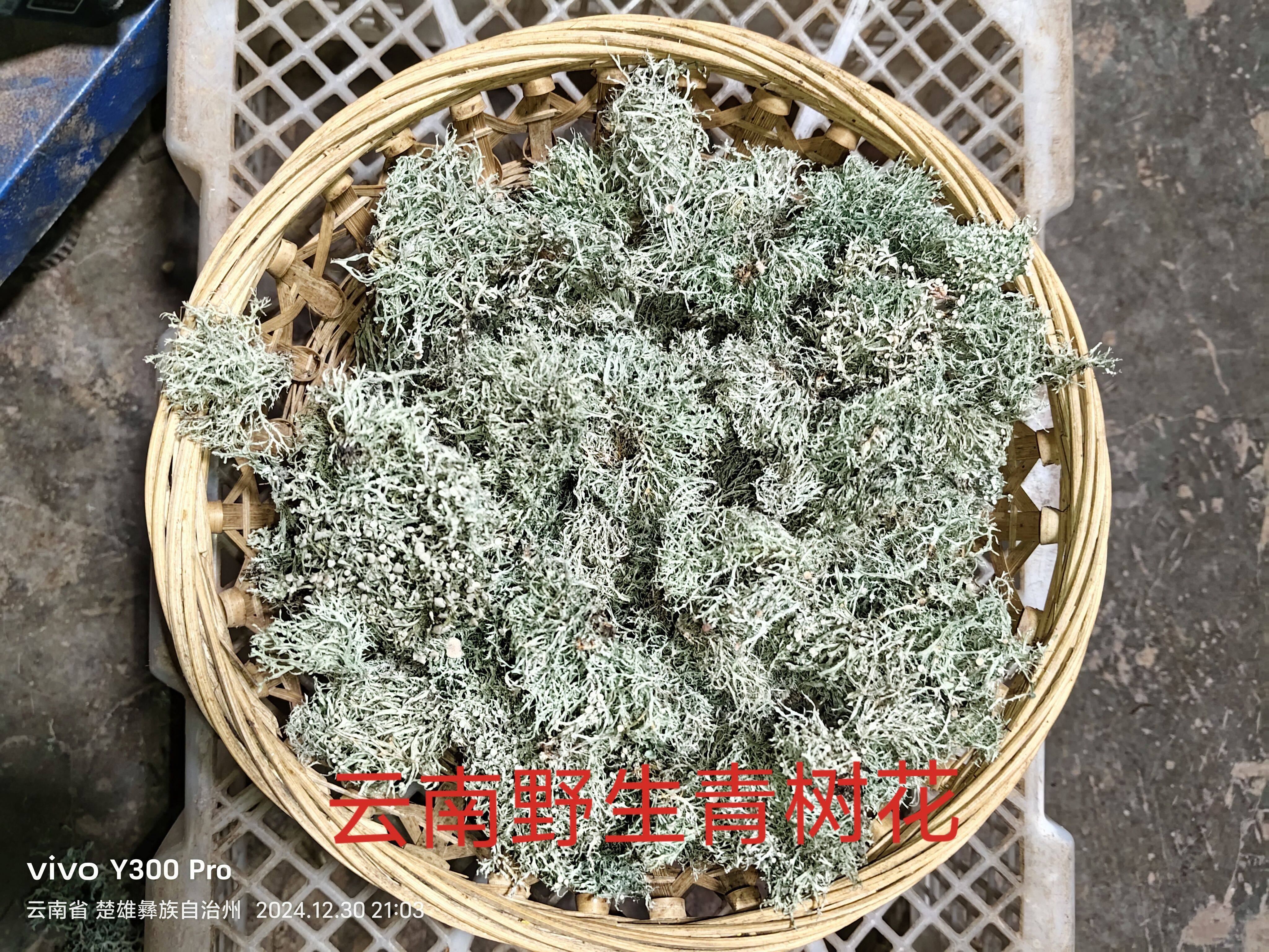 云南纯天然野生树花 未煮树花  青树花 干树花  500g包邮
