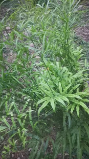 凤尾草鸡脚草金鸡尾井栏草凤尾蕨五指草天然植物包邮