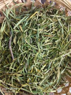 枫树寄生茶螃蟹脚螃蟹夹茶枫香槲寄生扁枝槲寄生路路通寄生