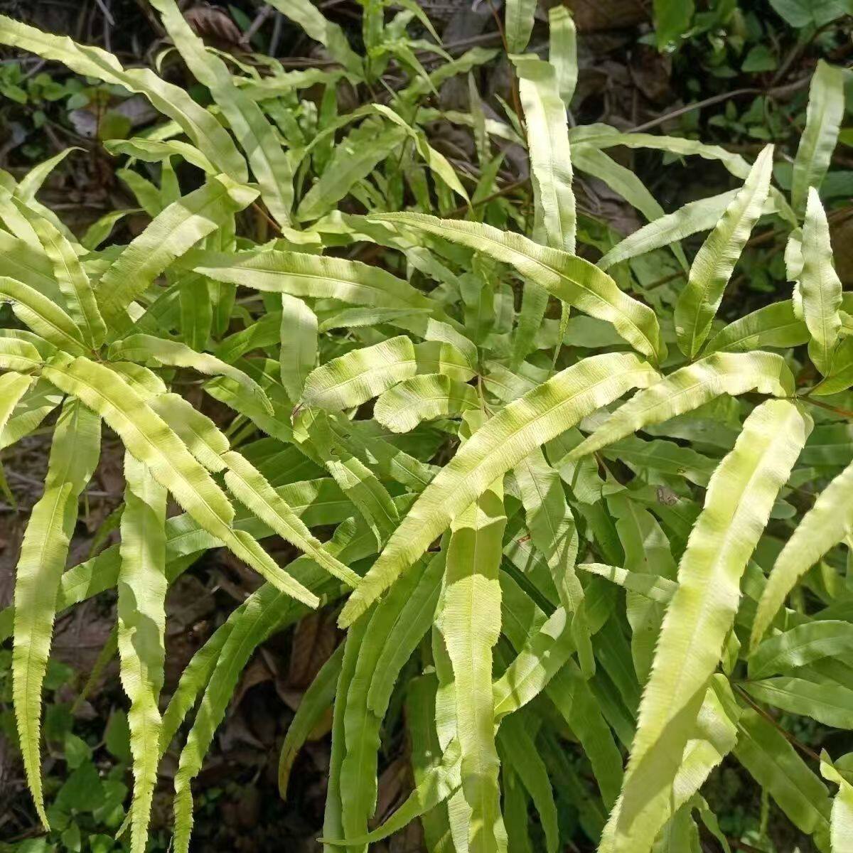 云南新鲜带根凤尾草新鲜种苗中药材金鸡尾可食用井栏草鸡爪草