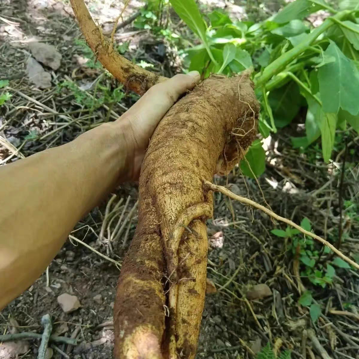 云南商陆野生现挖新鲜山萝卜中药材见肿消土人参丑大黄章柳根包