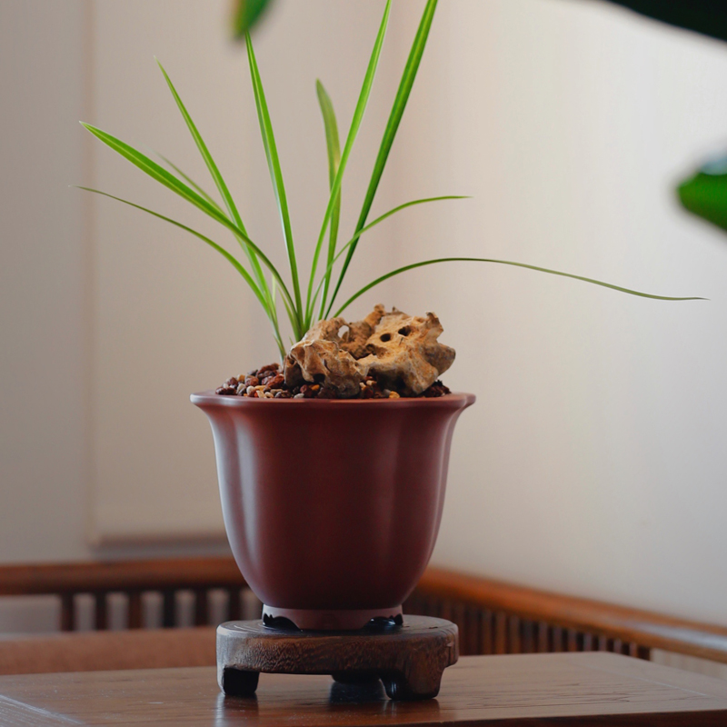 轻奢 东门第九款锦妙清水泥锦囊紫砂花盆大富贵春兰建兰莲瓣兰盆