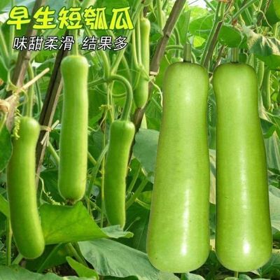 清香短瓠瓜短蒲瓜种子甜瓠子种籽瓜菜葫芦短棒农家阳台四季蔬菜种