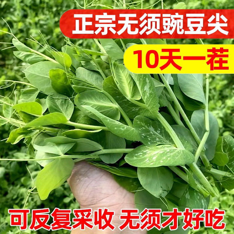 豌豆芽苗菜豌豆尖种子无须豌豆苗种籽碗豆颠四季秋冬蔬菜种孑