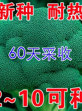 花菜蔬菜种子四季阳台种植