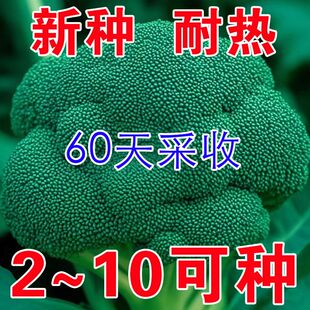 绿色西兰花种子正牌田园庭院懒人小白易种植蔬菜籽耐寒耐热可越冬