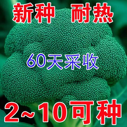 花菜蔬菜种子四季阳台种植