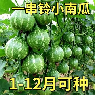 早熟嫩南瓜种子一串铃小南瓜种籽花皮小青瓜春秋农家田园蔬菜种子