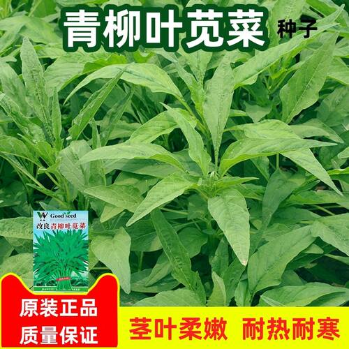 速生青柳叶苋菜种子抗高温耐老苋菜种子耐湿耐寒耐肥四季蔬菜种籽