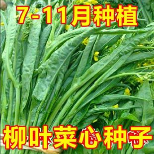 四季柳叶甜脆菜心种子四季盆栽桂林柳叶菜心四九菜心连州菜心