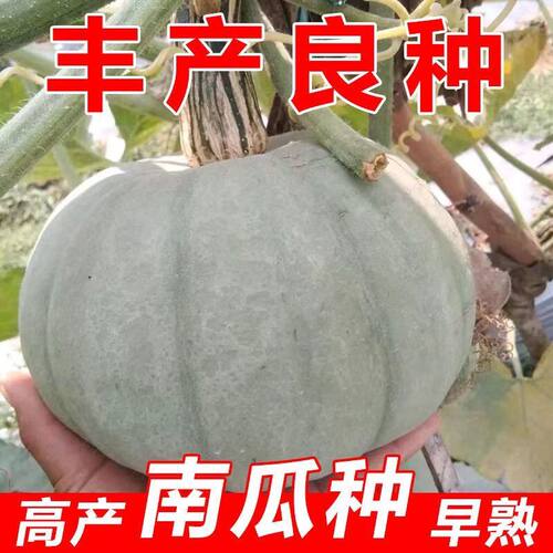正宗银栗南瓜种子粉面甜板栗南瓜种籽贵族南瓜蔬菜辅食四季南瓜籽