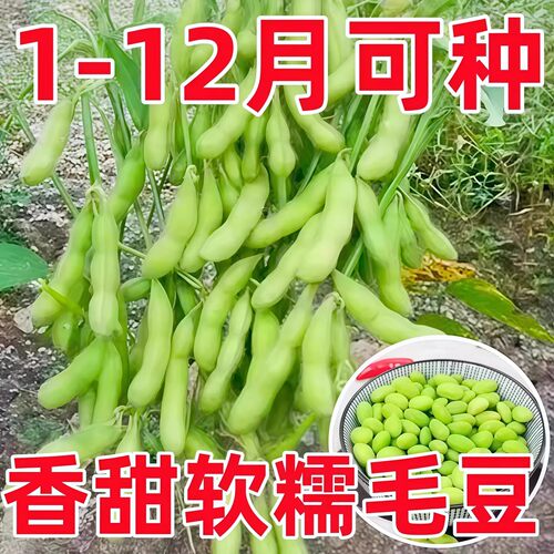 【春播必种】春夏毛豆种子黄豆大种籽鲜高产农家四季播种早熟蔬菜
