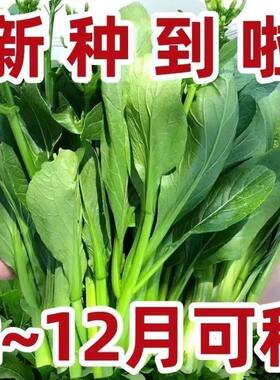 四季菜心种子四九甜菜心种子广东青菜籽盆栽蔬菜种籽