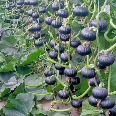 板栗贝贝南瓜籽春秋四季绿面瓜板栗味粉糯香甜栗小南瓜窝瓜籽