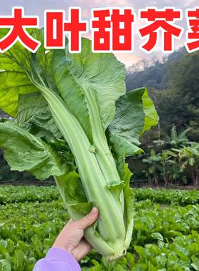 大叶芥菜种籽四季播蔬菜种子盆栽甜芥菜香菜菜籽田园阳台小青菜籽