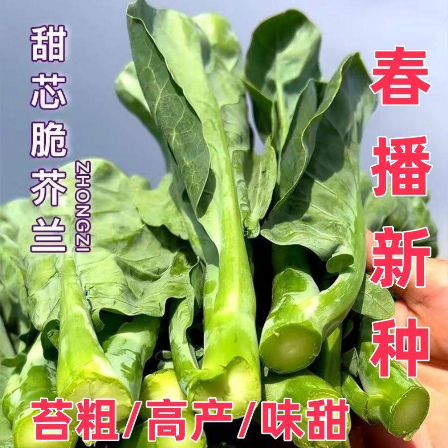 甜芯绿芥蓝种子甜心芥兰种子四季播耐热耐寒阳台盆栽蔬菜种子
