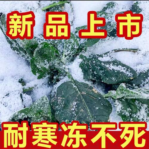 趴地菠菜种子黑园叶菠菜种籽生长速度快耐寒高产越冬蔬菜种子大全