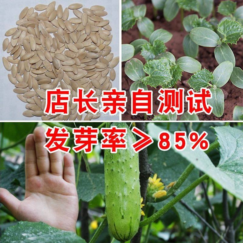 摘不败脆甜水果黄瓜种籽绿刺黄瓜种子清脆爽口四季播瓜果蔬菜种子