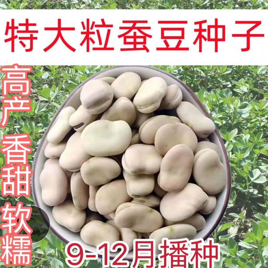 大颗蚕豆种子特大高产白蚕豆种子农家特大号大粒耐寒过冬白皮蚕豆