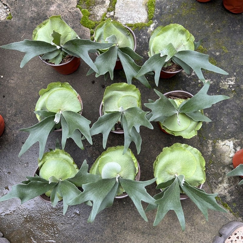 二岐鹿角蕨/盆栽鹿角蕨新奇植物热植蕨类网红植物卫生间耐阴植物