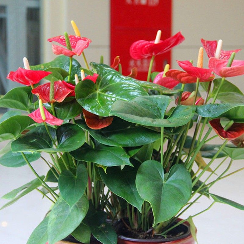 前台开业送礼红掌盆栽粉掌盆景水培办公桌面开花室内花卉小型植物,鲜花速递/花卉仿真/绿植园艺,时令草本花卉,淘宝优惠券,粉丝福利购,淘宝优惠卷