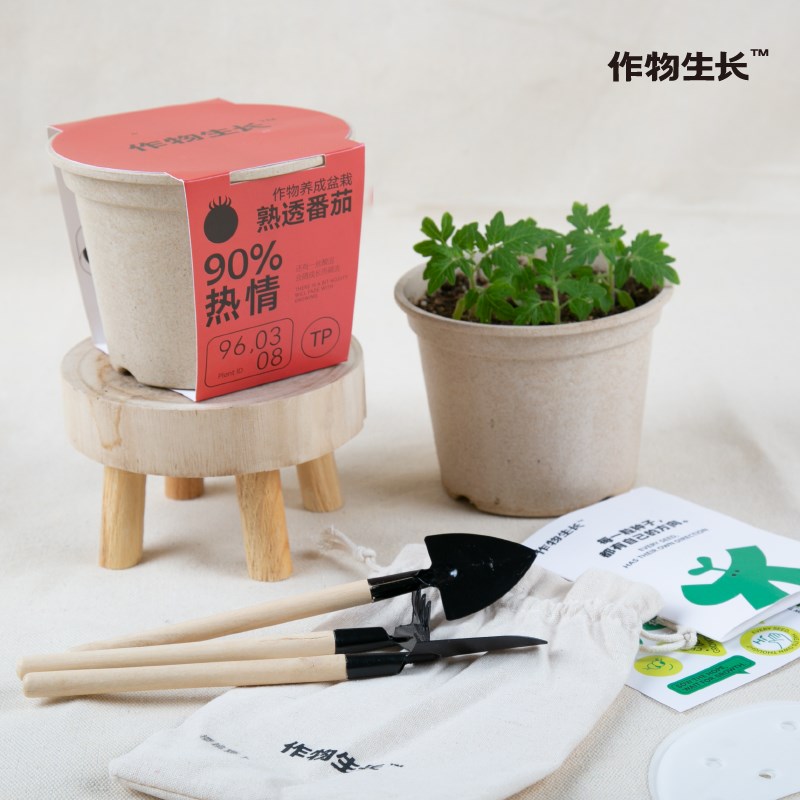 作物生长四季矮生番茄盆栽室内阳台圣女果多种颜色节日礼物