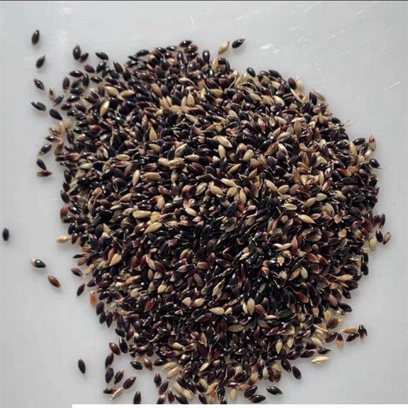 鸟食草子苏丹草籽芙蓉虎皮牡丹粮食鹦鹉粮珍珠鸟文鸟泽增肥零食,宠物/宠物食品及用品,鸟玩具,淘宝优惠券,粉丝福利购,淘宝优惠卷