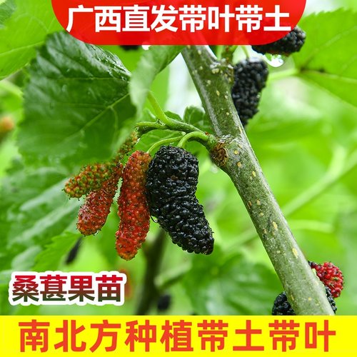 桑椹苗嫁接苗四季种植盆栽