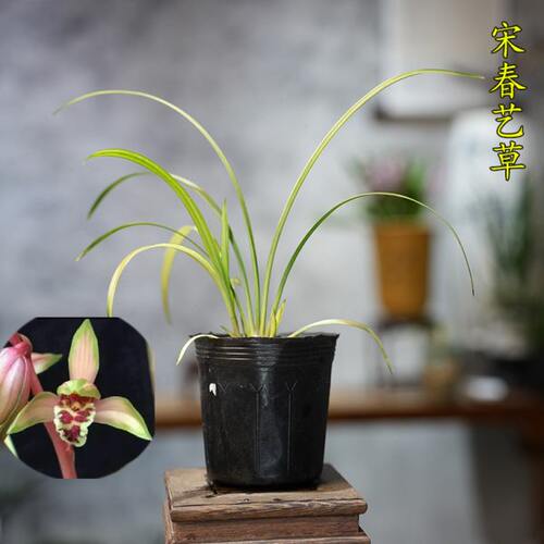 名贵中透叶艺兰精品兰花苗迷你宋春送线艺兰花开花浓香花艺双全草