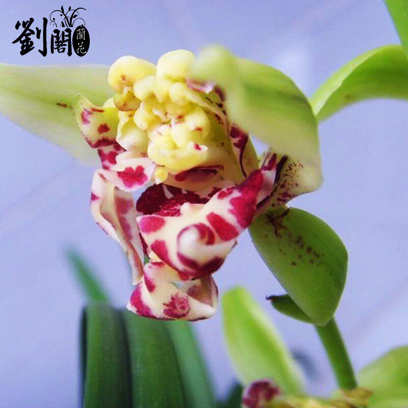 刘阁兰花苗 精品建兰四季兰奇草 梨山狮王 夏带花苞出售花卉盆栽